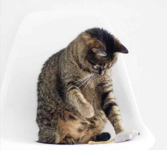 短信在线呼死你2023